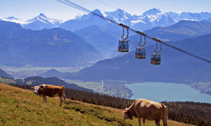 Kühe auf der Weide, im Hintergrund Niederhornbahn mit Eiger, Mönch und Jungfrau