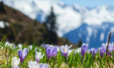 Frühlingshafter Blick auf Eiger, Mönch und Jungfrau