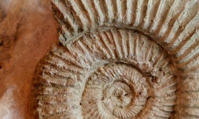 Fossilien