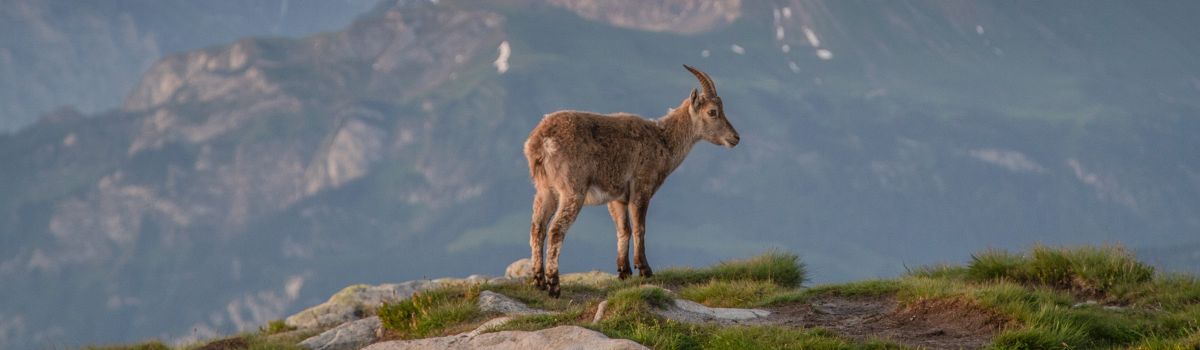 Junger Steinbock in den Bergen