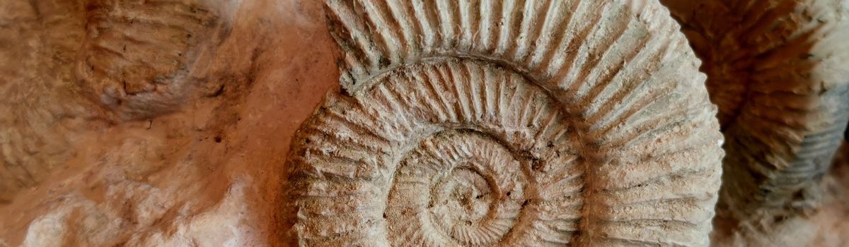 Fossilien