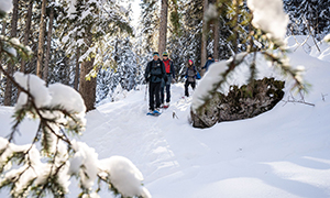 Gruppe läuft mit Schneeschuhen durch den Wald